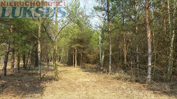 Działka budowlana na sprzedaż Łoś, Łoś 1 000m2 Foto 3
