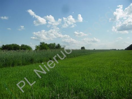Działka rolna na sprzedaż Jeruzal 18 000m2 Foto 2