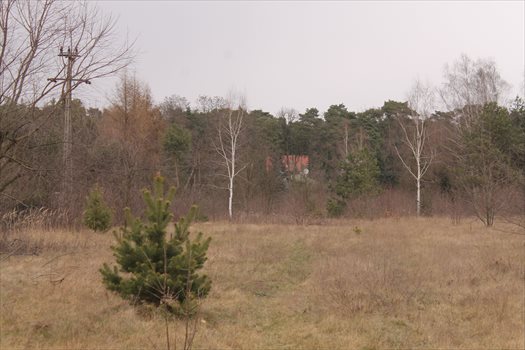 Działka rolna na sprzedaż Konstantynów Łódzki, Żabiczki 11 000m2 Foto 10
