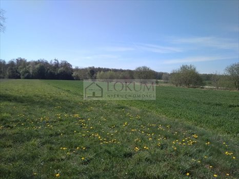 Działka budowlana na sprzedaż Majdan Krasieniński 1 800m2 Foto 4
