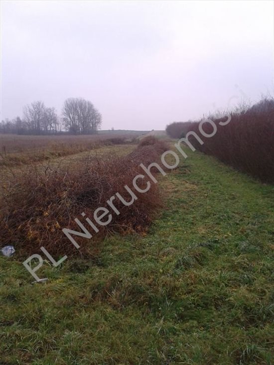Działka budowlana na sprzedaż Stare Rowiska 19 800m2 Foto 2