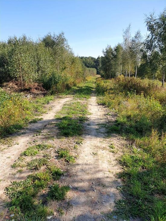 Działka budowlana na sprzedaż Bielkówko, Las 3 003m2 Foto 3