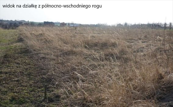 Działka budowlana na sprzedaż Żerkowice 998m2 Foto 5