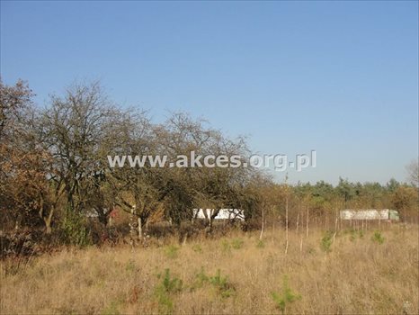 Działka budowlana na sprzedaż Chudolipie 32 600m2 Foto 5