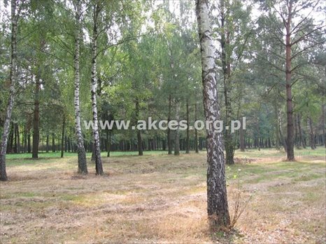 Działka budowlana na sprzedaż Budy-Grzybek, Księdza Baranowskiego 10 000m2 Foto 4