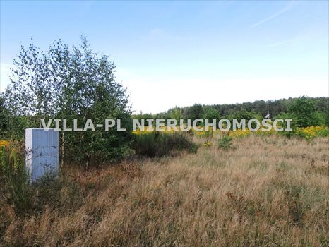 Działka budowlana na sprzedaż Dąbrówka Wielka 3 000m2 Foto 3