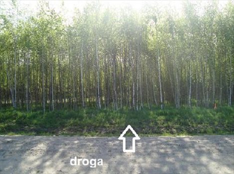 Działka rekreacyjna na sprzedaż Gogolewo 1 539m2 Foto 4