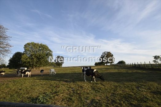 Dom na sprzedaż Gostomia 200m2 Foto 10