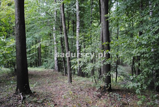Działka inna na sprzedaż Wola Nieszkowska 9 300m2 Foto 9