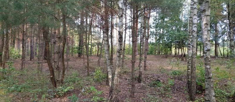 Działka rekreacyjna na sprzedaż Ojrzanów, Tarczyńska 1 000m2 Foto 4