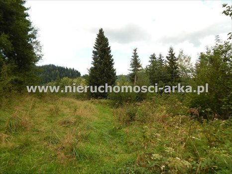 Działka inna na sprzedaż Szczawa 4 800m2 Foto 7