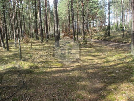 Działka rolna na sprzedaż Gołubie 114 900m2 Foto 6