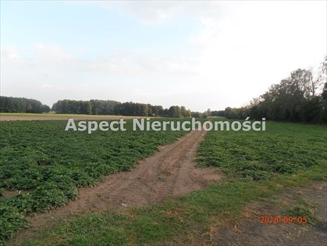 Działka rolna na sprzedaż Pamiętna 74 900m2 Foto 4