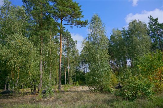 Działka budowlana na sprzedaż Musuły 1 600m2 Foto 2