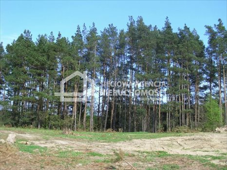 Działka budowlana na sprzedaż Sitno 3 005m2 Foto 8