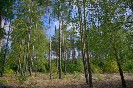 Działka budowlana na sprzedaż Musuły 1 600m2 Foto 10