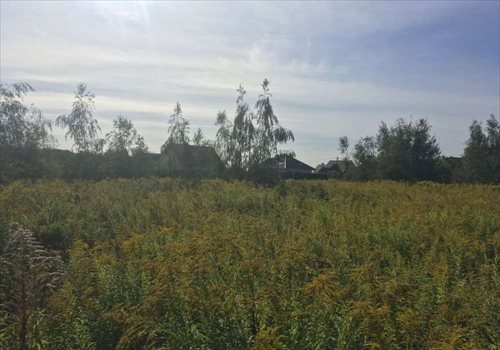 Działka budowlana na sprzedaż Paczkowo, Budowlana 830m2 Foto 4