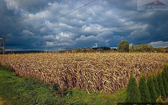 Działka budowlana na sprzedaż Ostrów 2 700m2 Foto 8