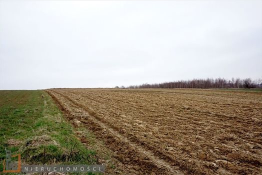 Działka rolna na sprzedaż Januszowice 5 600m2 Foto 3