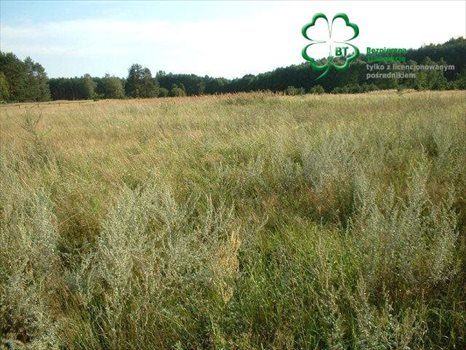 Działka budowlana na sprzedaż Silna, Silna 2 300m2 Foto 6