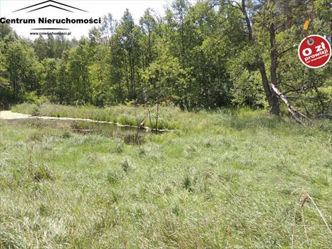 Działka siedliskowa na sprzedaż Krzyż 24 900m2 Foto 11