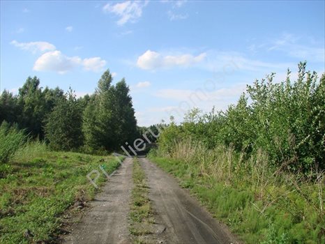 Działka rolna na sprzedaż Wólka Jeżewska 54 000m2 Foto 2