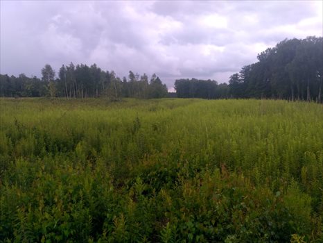 Działka rolna na sprzedaż Mokre 13 000m2 Foto 3