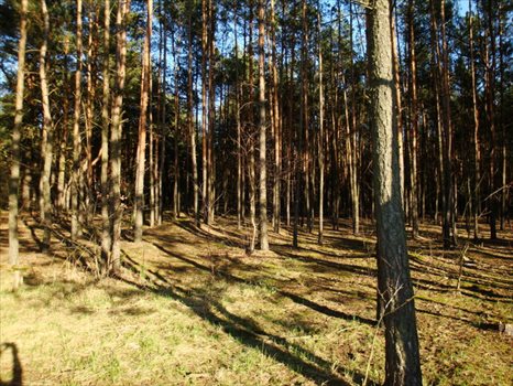 Działka budowlana na sprzedaż Otwock, Parkowa 2 000m2 Foto 6