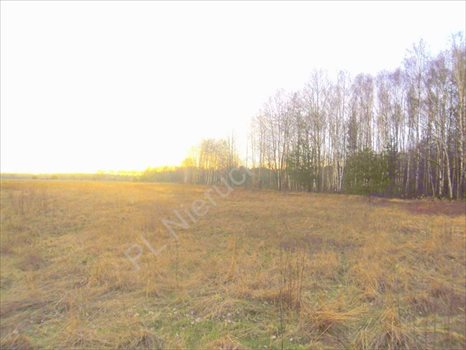 Działka rolna na sprzedaż Dębe Wielkie 1 200m2 Foto 7