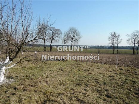 Działka siedliskowa na sprzedaż Róża Wielka 8 000m2 Foto 4