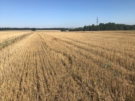Działka budowlana na sprzedaż Siekierczyn 1 142m2 Foto 5
