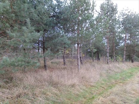 Działka budowlana na sprzedaż Czaplino 1 600m2 Foto 2