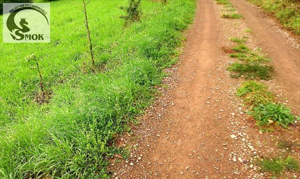 Działka budowlana na sprzedaż Gaj 1 000m2 Foto 4