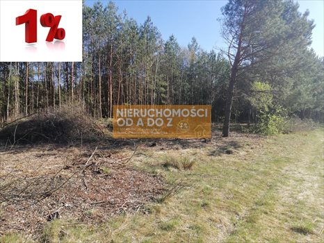 Działka leśna na sprzedaż Kołbiel 4 900m2 Foto 3