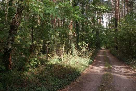 Działka budowlana na sprzedaż Dąbrówka Wielka 3 076m2 Foto 3