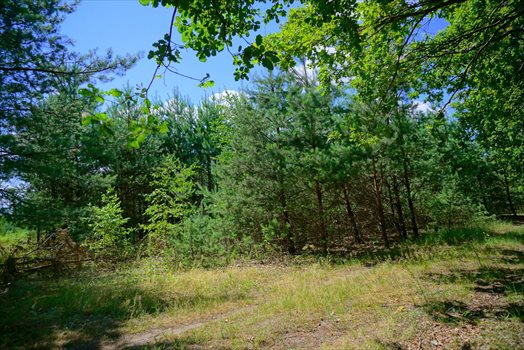 Działka budowlana na sprzedaż Osowiec 2 100m2 Foto 8