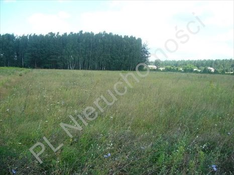 Działka rolna na sprzedaż Grzegorzewice 17 200m2 Foto 2