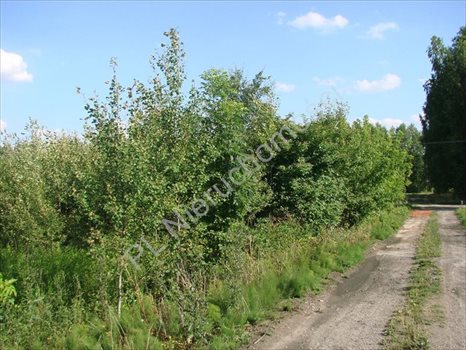 Działka rolna na sprzedaż Wólka Jeżewska 54 000m2 Foto 3