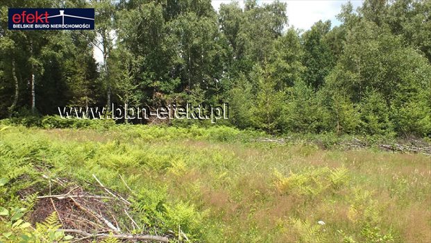 Działka budowlana na sprzedaż Buczkowice 3 900m2 Foto 4