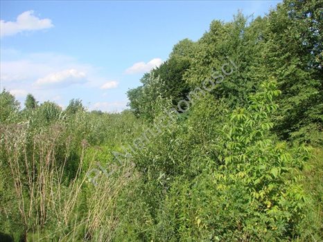 Działka rolna na sprzedaż Wólka Jeżewska 54 000m2 Foto 4