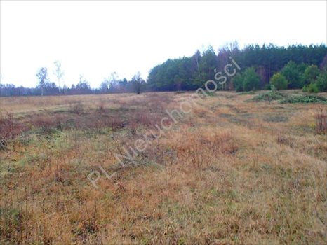 Działka rolna na sprzedaż Budy Przytockie 2 700m2 Foto 11