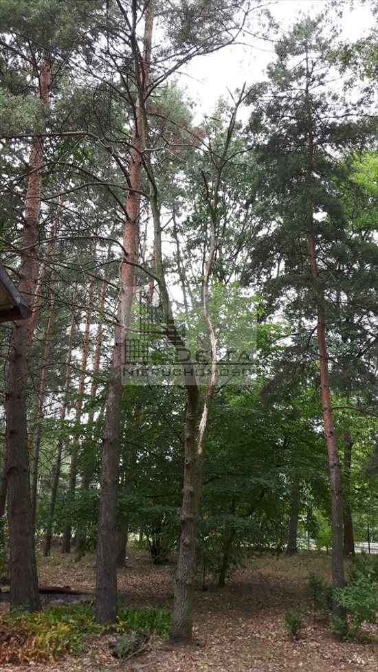 Działka budowlana na sprzedaż Brwinów, Kanie 1 203m2 Foto 4