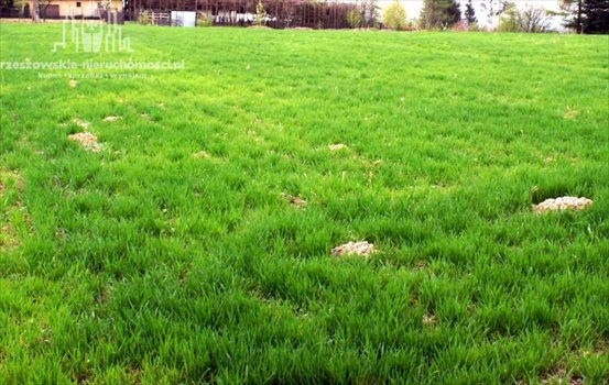 Działka budowlana na sprzedaż Kielanówka 3 600m2 Foto 3