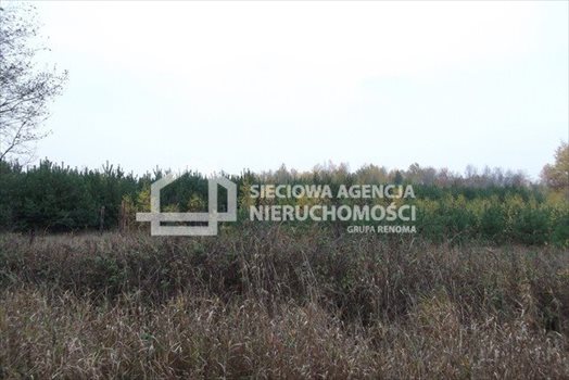 Działka leśna na sprzedaż Drozdowo 93 200m2 Foto 9