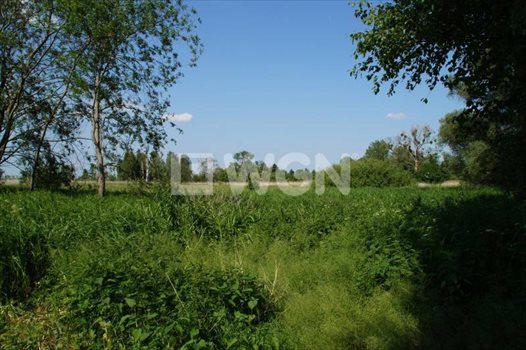 Działka budowlana na sprzedaż Wysoka, Wysoka, Wysoka 5 000m2 Foto 6
