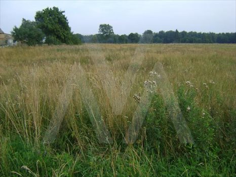 Działka budowlana na sprzedaż Kochanowo, GÓRA, 10 Lutego 3 000m2 Foto 2