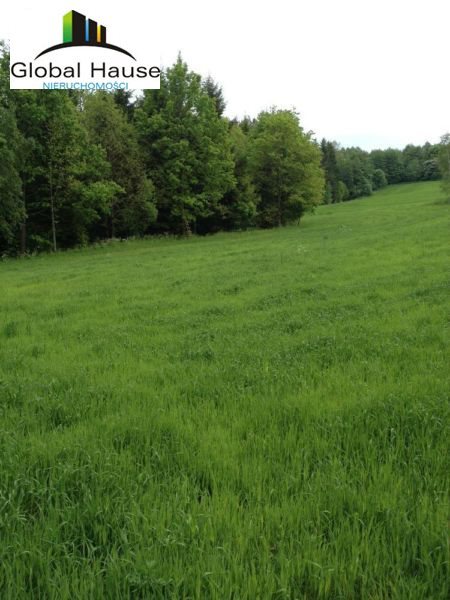 Działka rolna na sprzedaż Nowe Krzywe 3 080m2 Foto 4