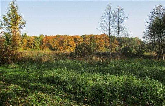 Działka rolna na sprzedaż Poznań, Strzeszyn, Koszalińska, Złotnicka, Psarskie 6 673m2 Foto 4