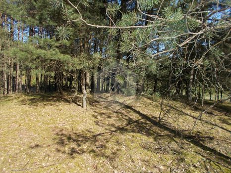 Działka leśna na sprzedaż Sikorzyno, Stara Sikorska Huta 28 000m2 Foto 5