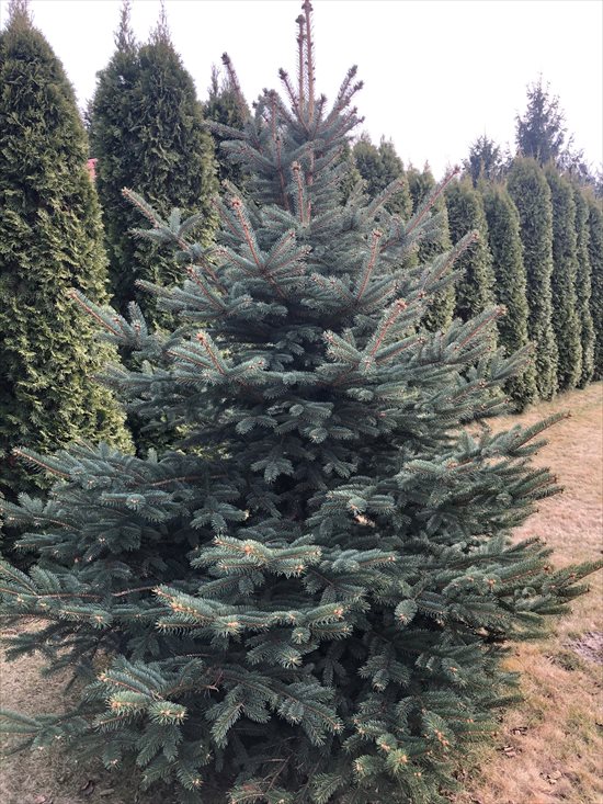 Dom na sprzedaż Chyliczki 155m2 Foto 3